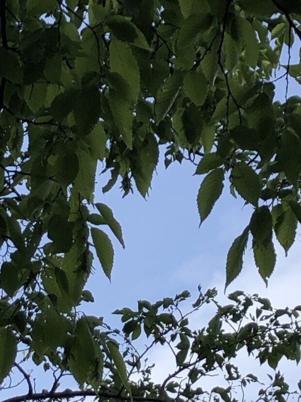 イヌシデ
