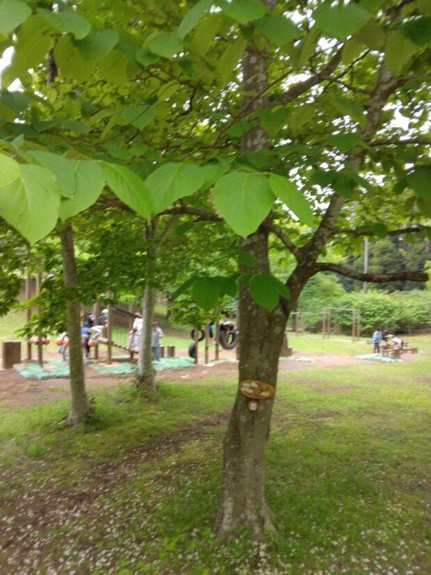 ハクウンボク