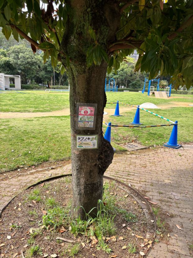 タブノキ