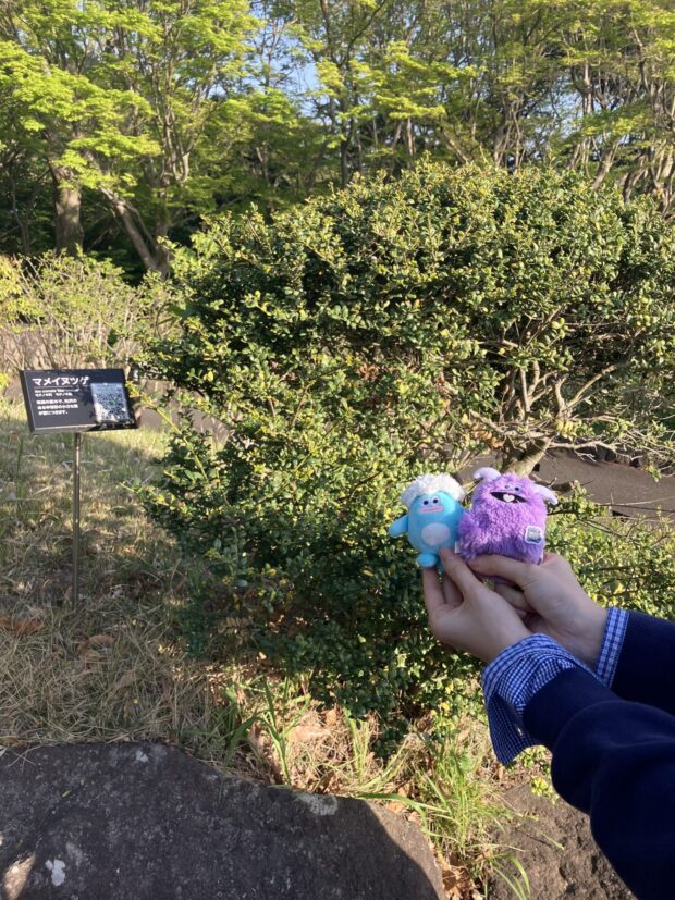 マメツゲ