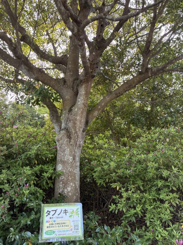 タブノキ