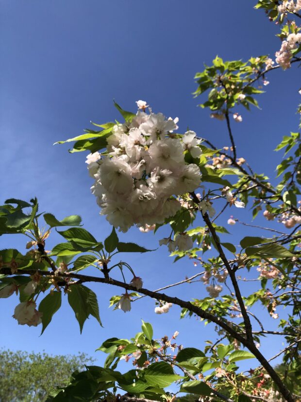 ショウゲツ