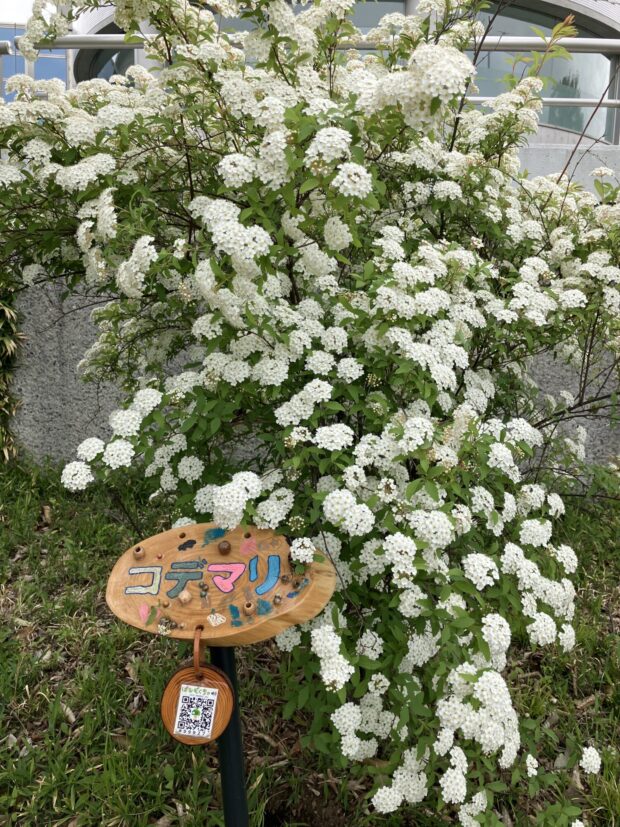 コデマリ