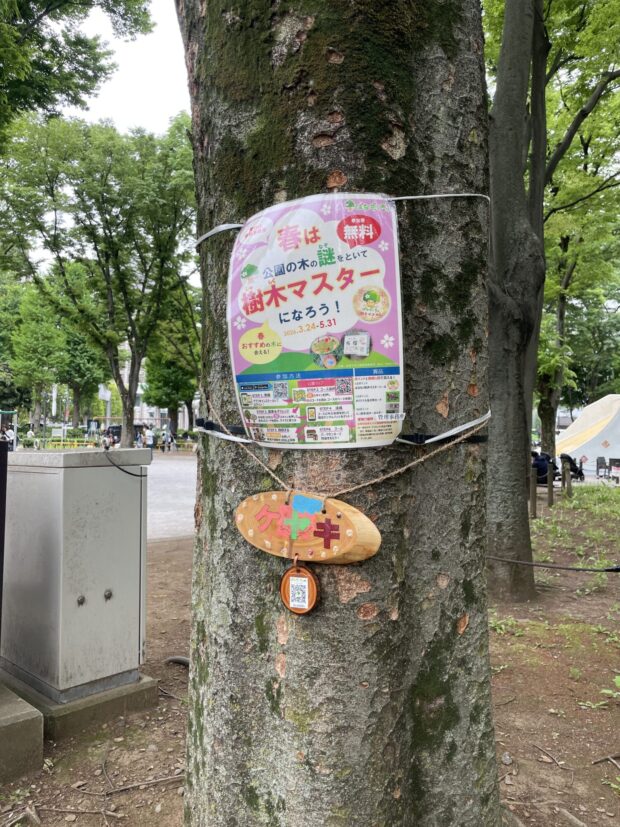 ケヤキ