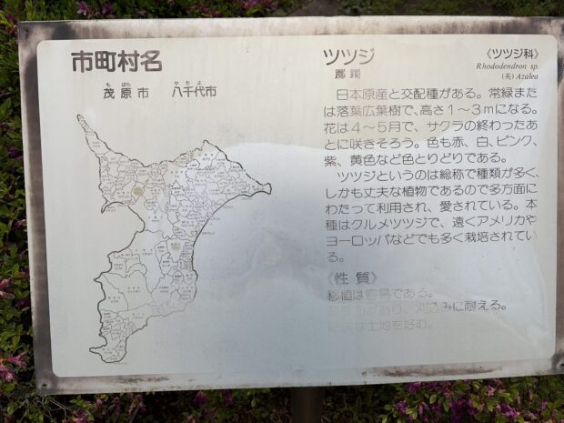クルメツツジ