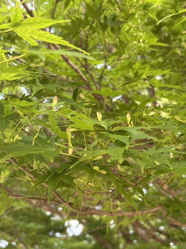 イロハモミジ