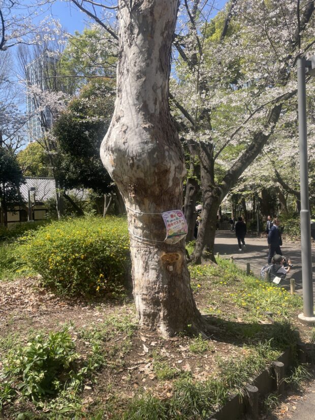 アメリカスズカケノキ