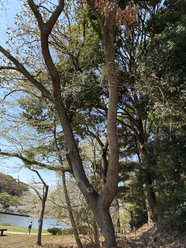 クヌギ
