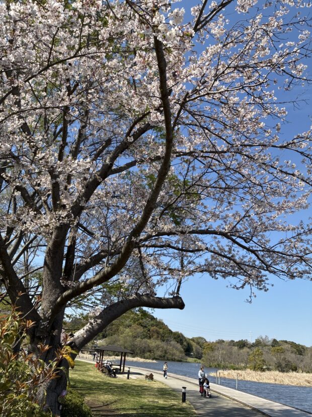 ソメイヨシノ