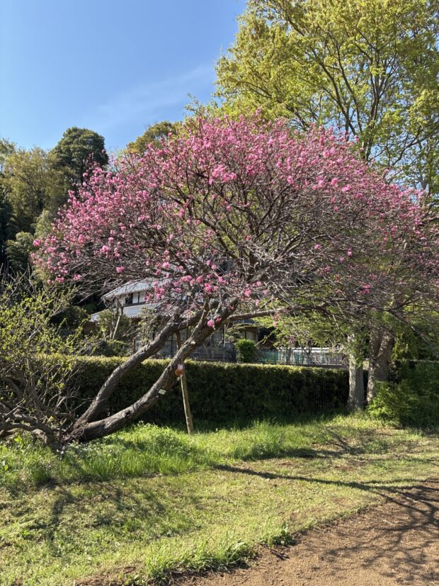 キクモモ