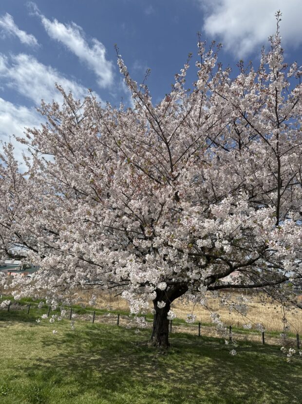 ソメイヨシノ