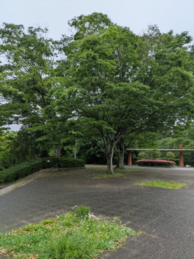 ケヤキ