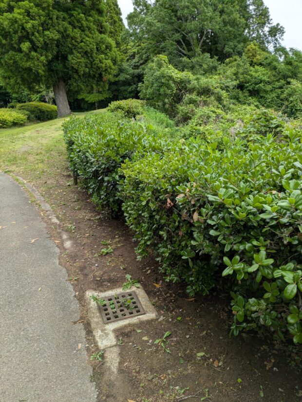 ウバメガシ