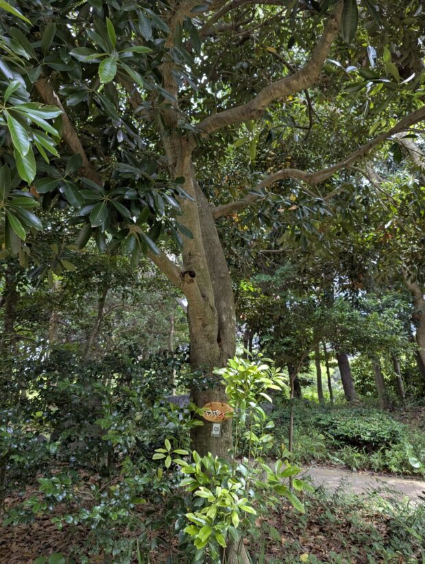マテバシイ