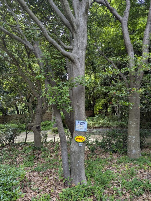 アラカシ