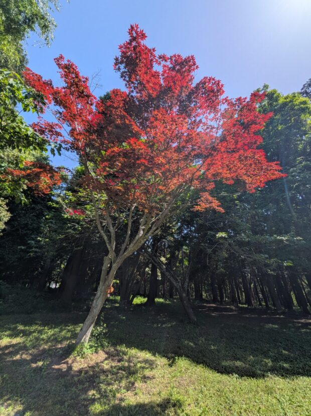 ノムラモミジ