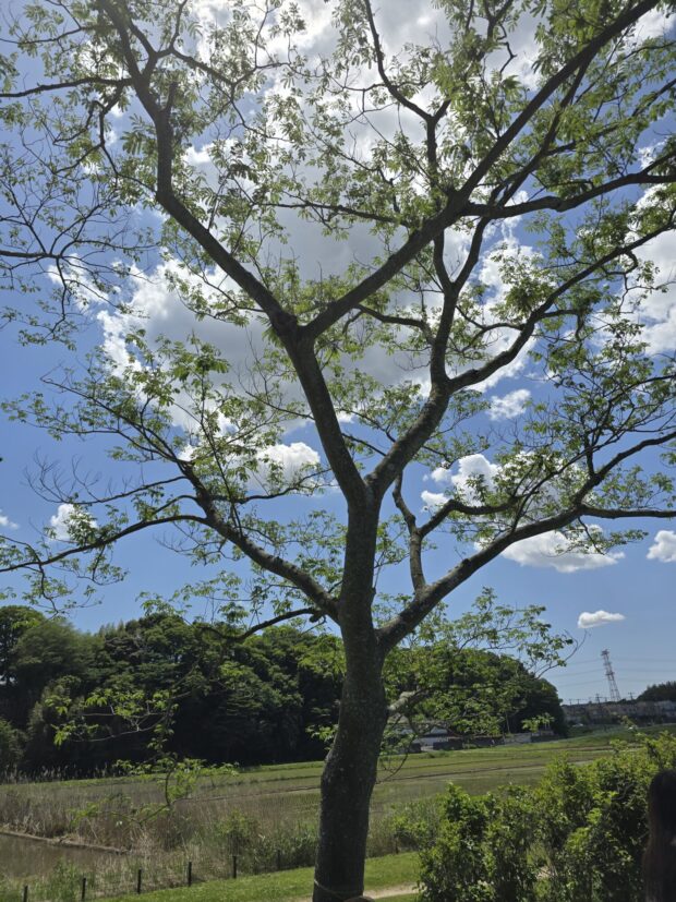ネムノキ