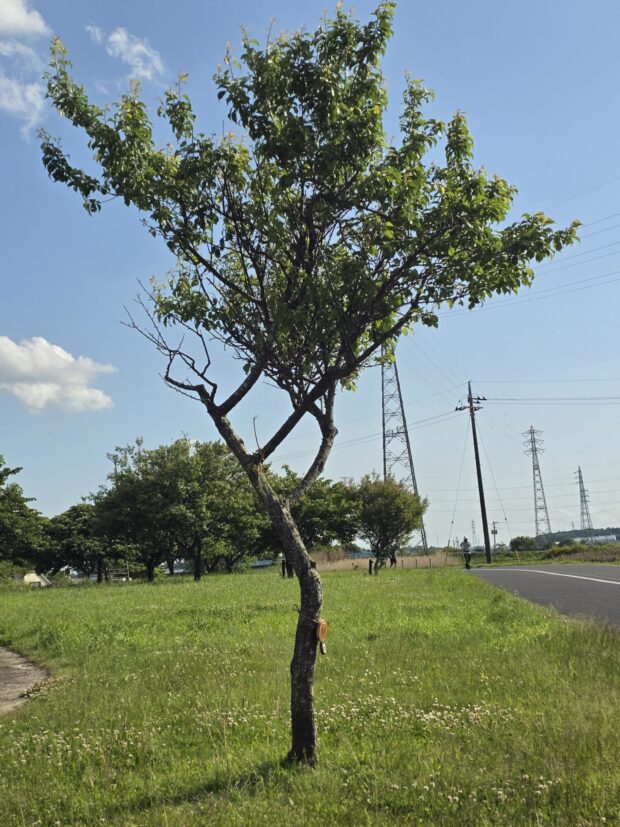 ウメ