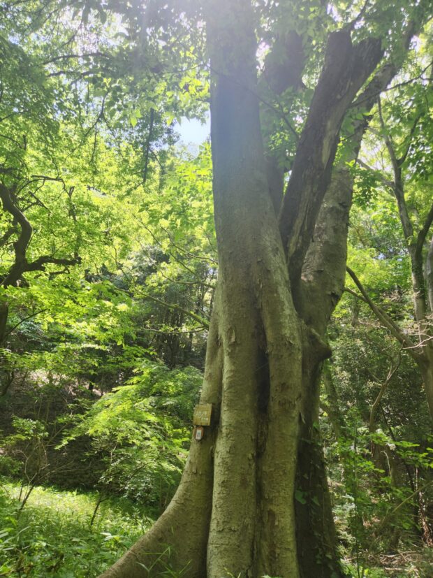 ムクノキ