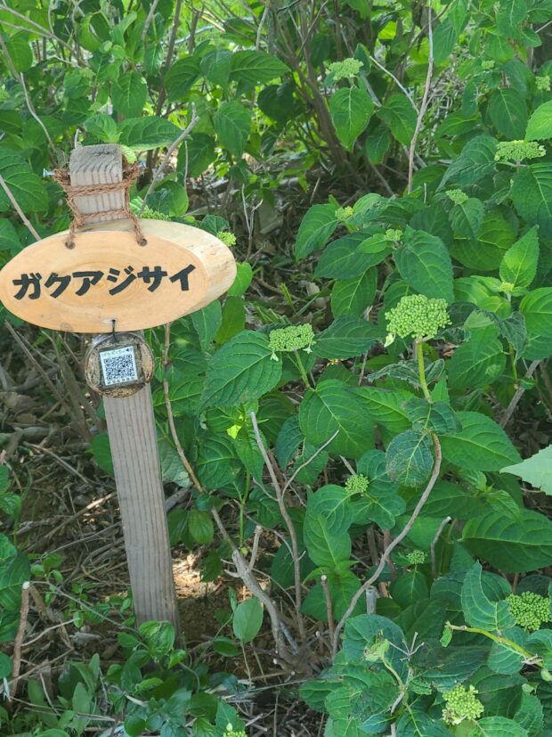 ガクアジサイ