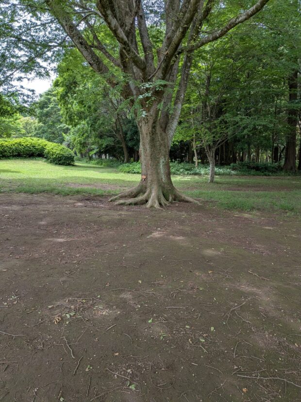 ケヤキ