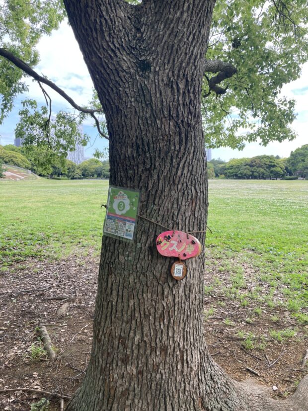 クスノキ