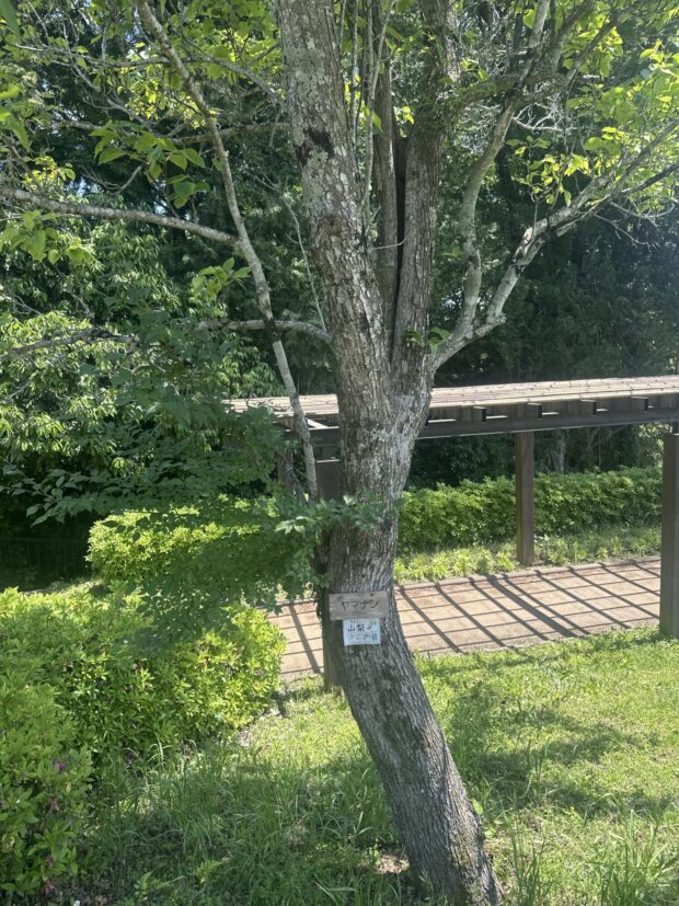 ヤマナシ
