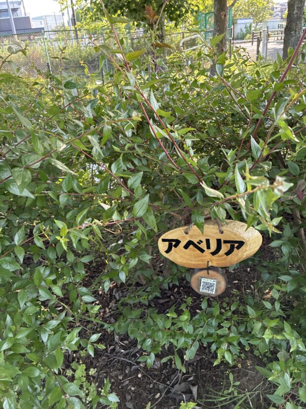 ハナゾノツクバネウツギ