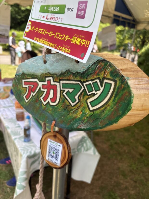 アカマツ