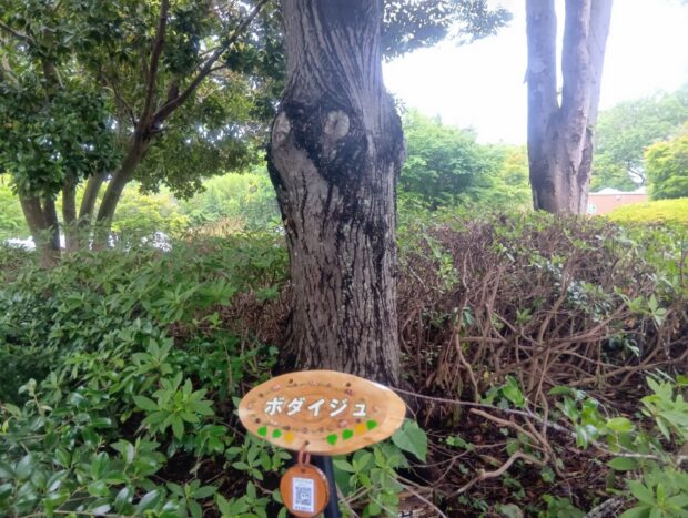 ボダイジュ