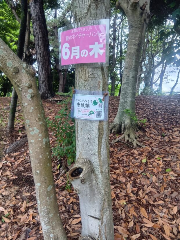 トウネズミモチ