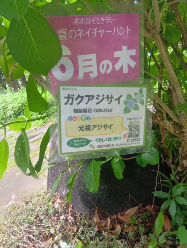 ガクアジサイ