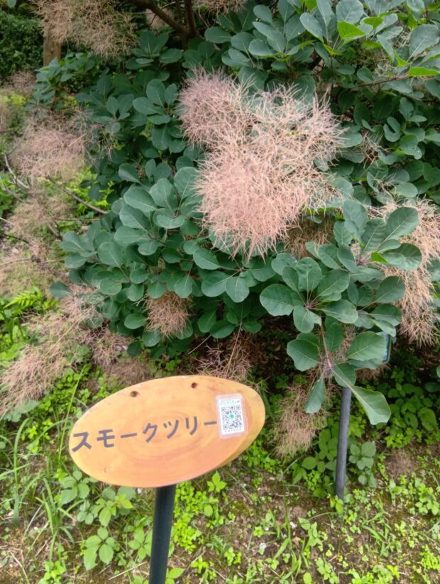 スモークツリー