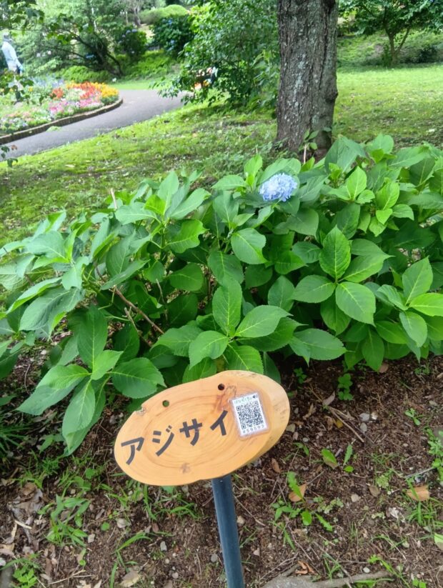 アジサイ