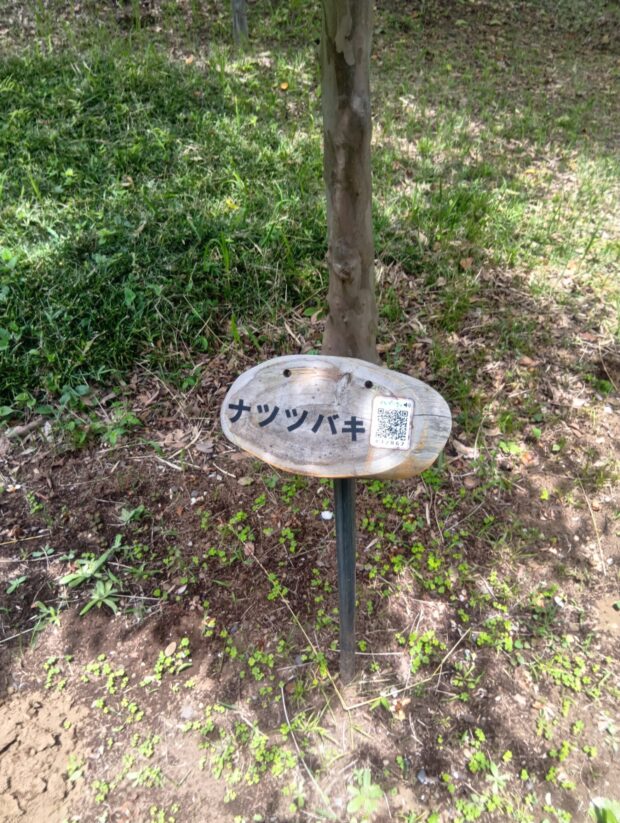 ナツツバキ