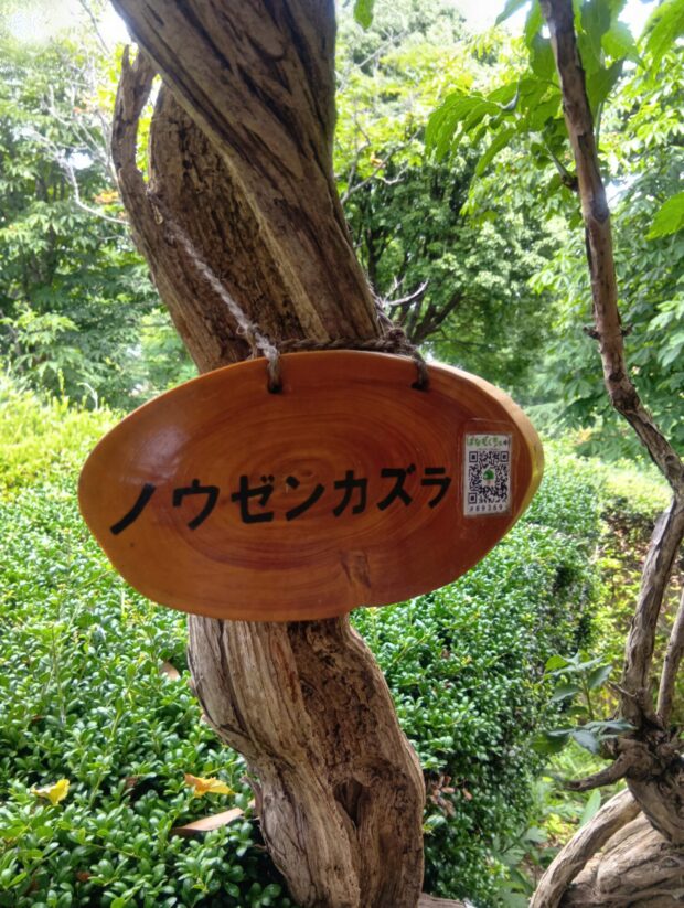 ノウゼンカズラ