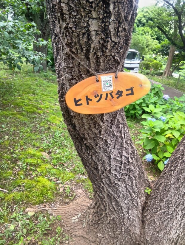 ヒトツバタゴ