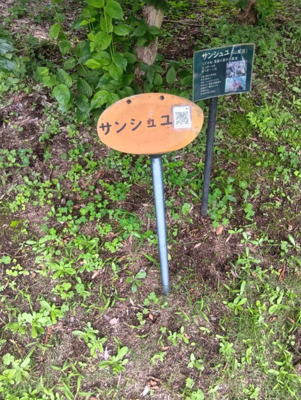 サンシュユ