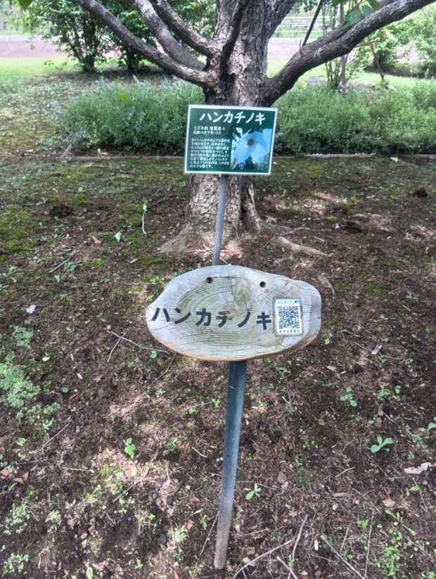 ハンカチノキ