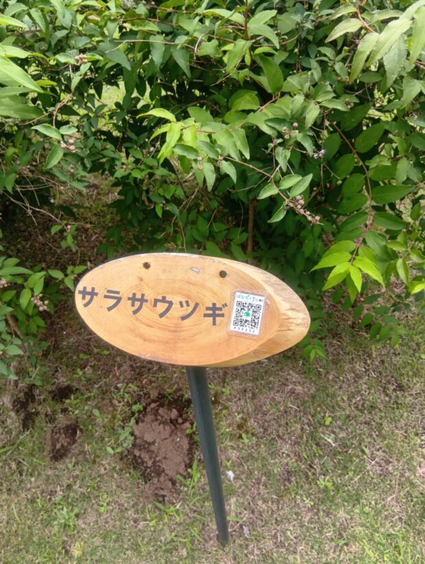 サラサウツギ