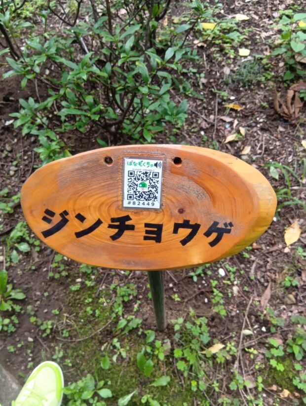ジンチョウゲ