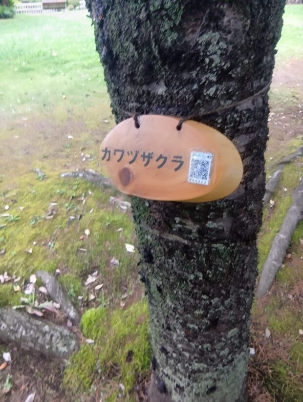 カワヅザクラ