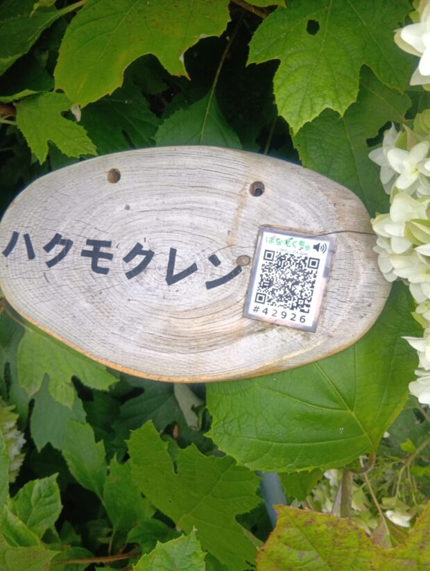 ハクモクレン