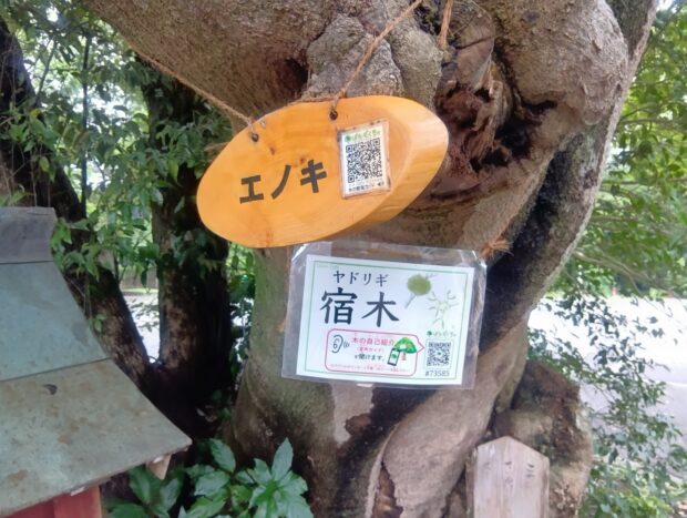 エノキ