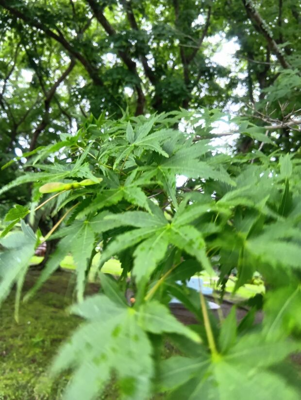 イロハモミジ
