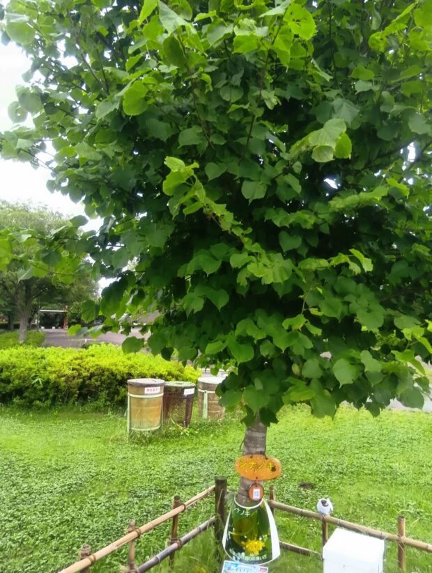 シナノキ