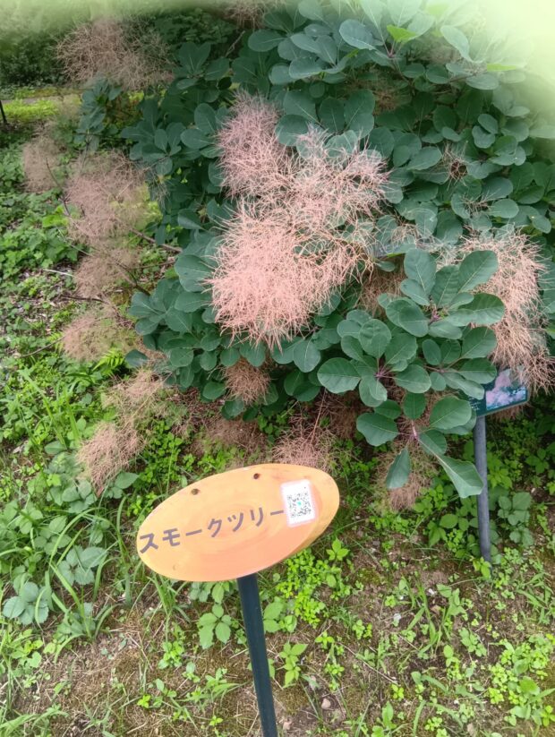 スモークツリー