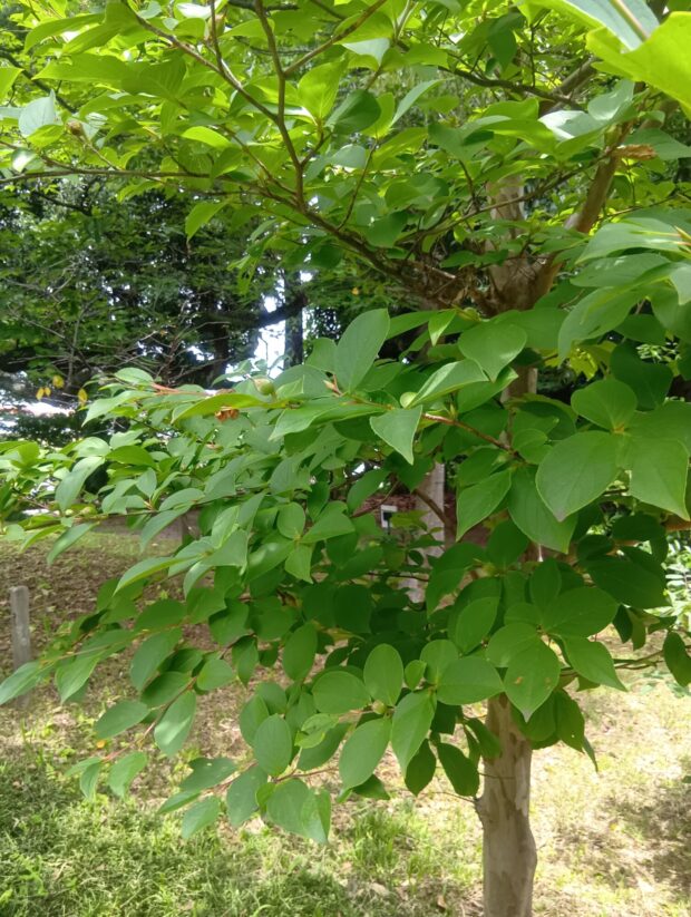 ナツツバキ