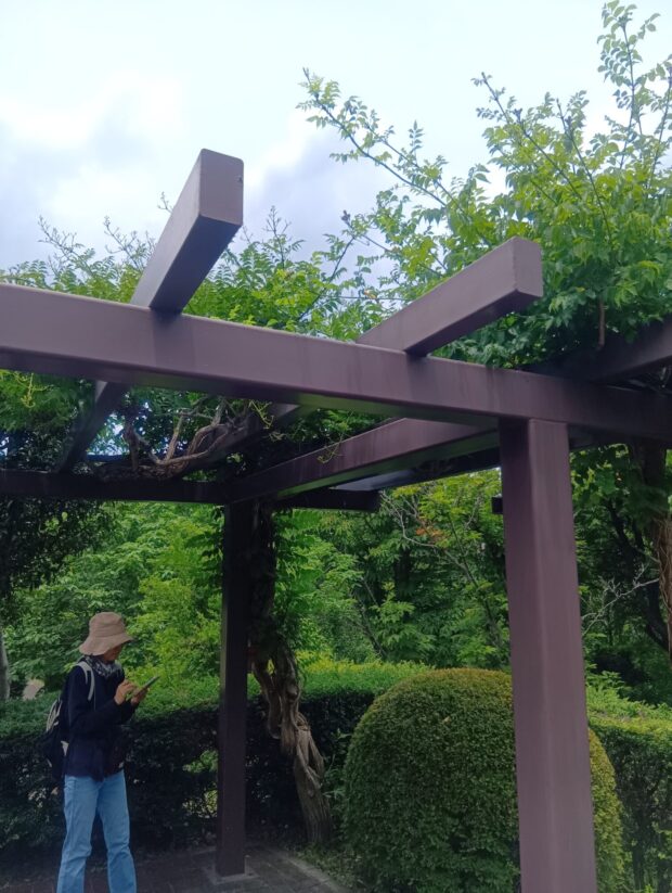 ノウゼンカズラ