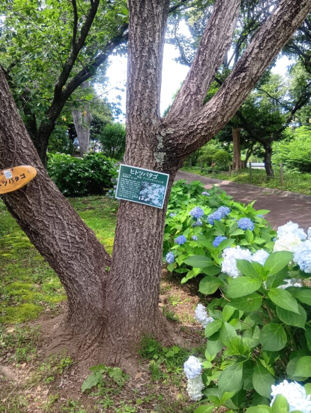 ヒトツバタゴ